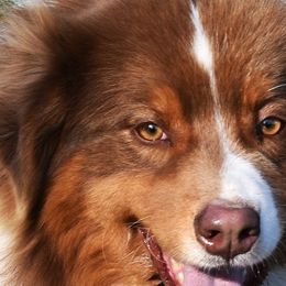 Woody - Australian Shepherd