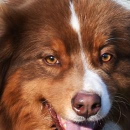 Woody - Australian Shepherd