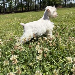 Fifi - White female Miniature Schnauzer puppy in Jayess, Mississippi from Barbara Clark