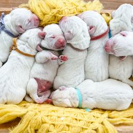 Labrador Retriever Puppies from Bohlken Labradors