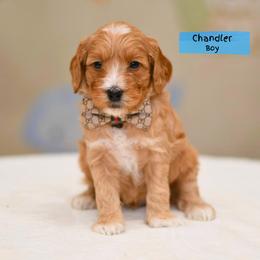 Chandler - Red male Australian Labradoodle puppy in Port Orchard, Washington from Snooze and Sniff Labradoodles