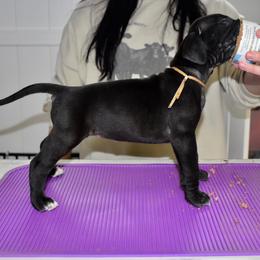 Angel's Envy - Black and white female Great Dane puppy in Chapmansboro, Tennessee from Balthrop Bend Farms