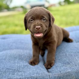 Bay - Chocolate female Dilute Retriever puppy in Baldwin City, Kansas from Hedge Lane Labradors