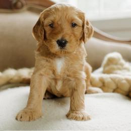 Marcia - Red  female Goldendoodle puppy in Hiddenite, North Carolina from Rose and Reid Doodles