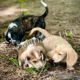 Dachshund Puppies from LovelylilDoxies