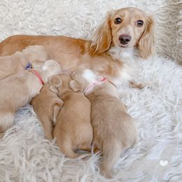 Dachshund Puppies from Peaches and Cream Dachshunds