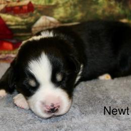 Newt - Black tri male Miniature Australian Shepherd puppy in Ronan, Montana from Dirt Road Aussie’s of Montana