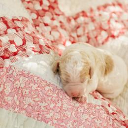 Poodle Puppies from Setting the Standard Poodles