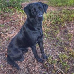 Labrador Retriever All Grown Up from Gray Light Kennels