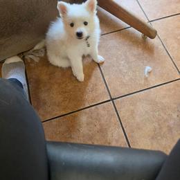 Padme - White and biscuit female American Eskimo Dog puppy in Grants Pass, Oregon from SnH Eskies