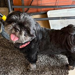 Mad Max - Black and white male Shih Tzu puppy in Victorville, California from RUMBLE n TUMBLE