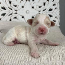 Donatello - Parti male Goldendoodle puppy in Brooksville, Florida from Abby’s Standard Goldendoodles
