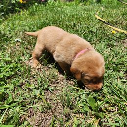 Labrador Retriever Puppies from Rebecca Barkelew