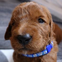 Goldendoodle Puppies from Hawkins Heritage Goldendoodles