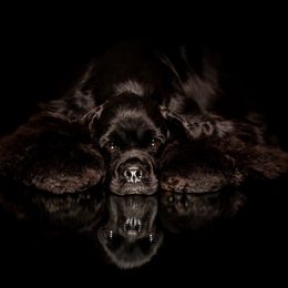 Cocker Spaniels from Seneca Cockers
