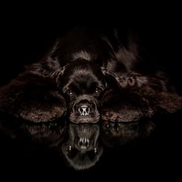 Cocker Spaniels from Seneca Cockers