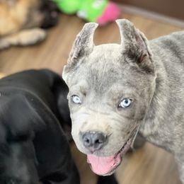 Cane Corso Puppies from Paw City Kennel