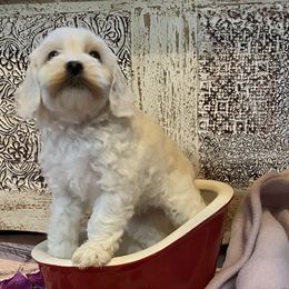 Cockapoo Puppies from Country J Canines