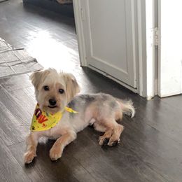 Doodie - Yorkshire Terrier