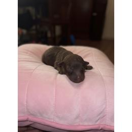 Rosie - Brown female Poodle puppy in Lancaster, South Carolina from Semone’s Poodles