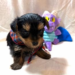 Little Jack - Black and tan male Yorkshire Terrier puppy in Paris, Tennessee from Nolan’s Yorkie Farm