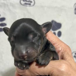 Girl 2 - Black and tan female Dachshund puppy in Bon Air, Tennessee from Clemons Mini Dachshunds of Tennessee
