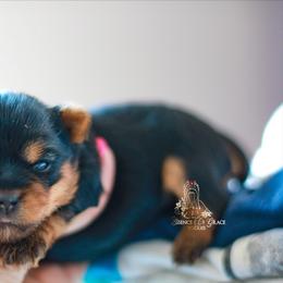 Yorkshire Terrier Puppies from Essence of Grace Yorkies