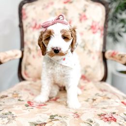 Belle - Parti female Goldendoodle puppy in Sulphur, Louisiana from Curly Q’s Of Carlyss