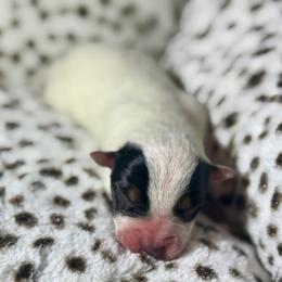 Ironhide - Blue male Australian Cattle Dog puppy in Rosharon, Texas from 4Surge Cattle Dogs