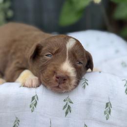 Callie - Red tri-color female Australian Shepherd puppy in Hillsboro, Ohio from Sugar Grove Farms