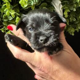 Red Boy - Black male Miniature Schnauzer puppy in Oneonta, Alabama from Murphree Valley Kennels