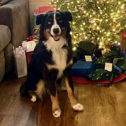 Australian Shepherd All Grown Up from Muckalee Lane Aussies