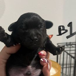 Yorkipoo Puppies from Yorkiepoo