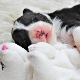 Border Collie Puppies from Team Reeves Ranch