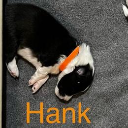 Hank - Black and white male Shetland Sheepdog puppy in Bowling Green, Kentucky from Southern Charm Sheltie Farm