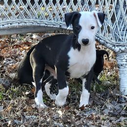 Ash - Black Whippet puppy in Lenoir City, Tennessee from Equiss Whippets