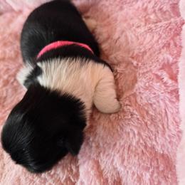 Girl 1 - Black and white female Shih Tzu puppy in Mountain Grove, Missouri from Precious Puppies
