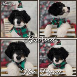 Sinatra - Tri-color male Double Doodle puppy in Prescott Valley, Arizona from Ramirez Family Doodles