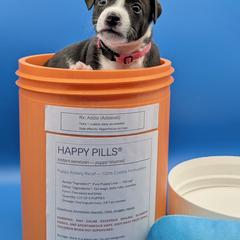 Adderall (Addie) - female Sporty Mix puppy in Burnsville, Minnesota from Puzzle Dogs