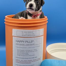 Adderall (Addie) - female Sporty Mix puppy in Burnsville, Minnesota from Puzzle Dogs