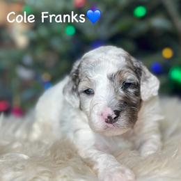 Cole Franks - Blue merle male Aussiedoodle puppy in Lancaster, Minnesota from Finney Ranch