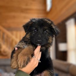 Hope - Black and red female German Shepherd puppy in Virginia from Stahlhaus ( Previously Buffelbach Farmstead Shepherds)