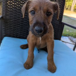 Dark Blue - Red male Irish Terrier puppy in Broadway, North Carolina from Detmore Kennels
