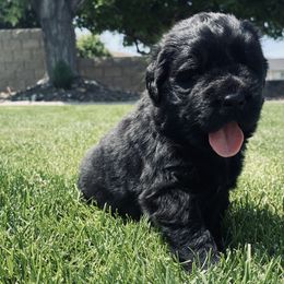 Newfoundland Puppies from CBN