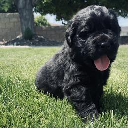 Newfoundland Puppies from CBN