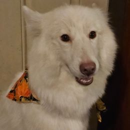 Reyah - Siberian Husky