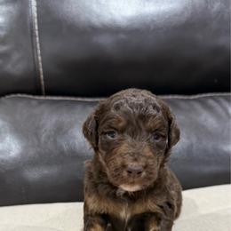 Keebler - Red tri-color male Aussiedoodle puppy in Heber City, Utah from Junipersdoodles