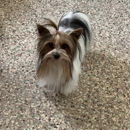 Rosie - Yorkshire Terrier