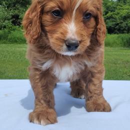 Rusty - Red male Labradoodle puppy in Lowville, New York from Adirondack Labradoodles