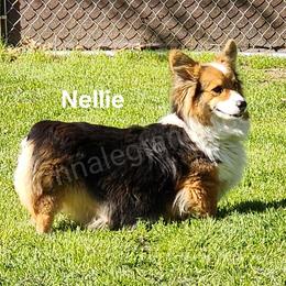 Nellie - Pembroke Welsh Corgi